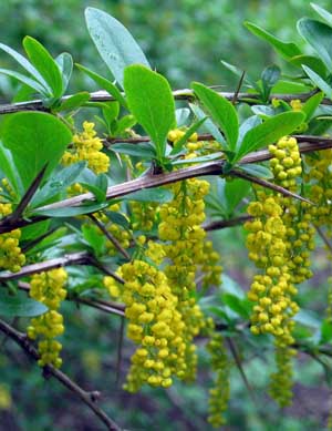 Pokloni Mi Cvet Berberis Vernae