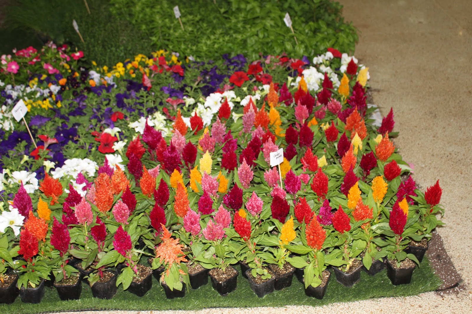 Kenyan Arts Review NAIROBI’S INSATIABLE MARKET FOR POTTED PLANTS