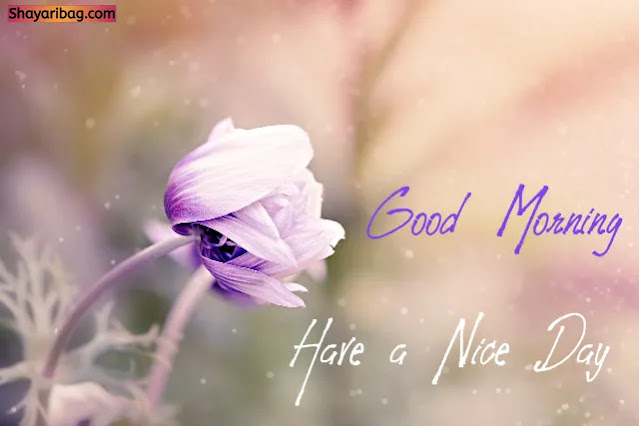 Good Morning Flower Pic Download Good Morning Flower Pic Download