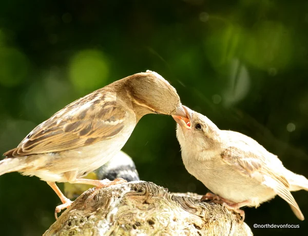 Sparrow Fledgling - Photo copyright Pat Adams North Devon Focus