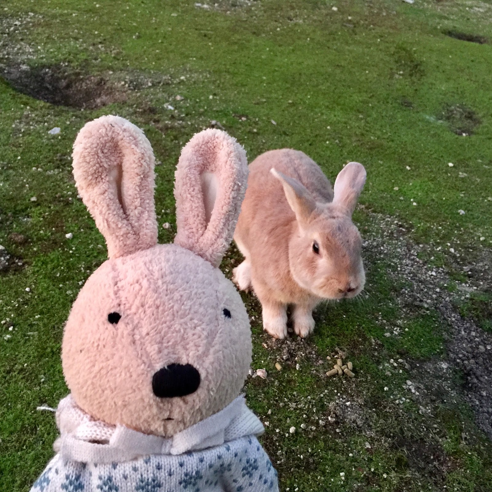 豆袋兔: 11月 2017