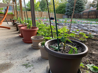 Row of large pots on patio with foot high dahlia plants in them, urban farm in background