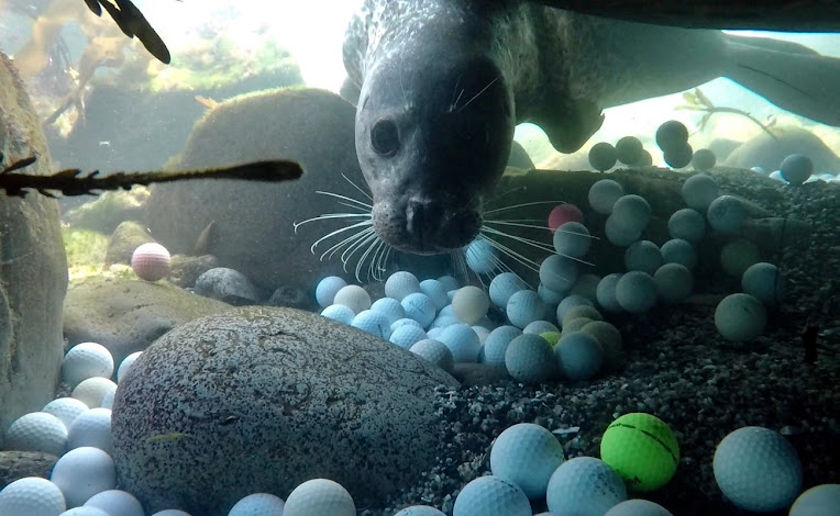 Морское дно в заливе Кармел заполнено мячами для гольфа