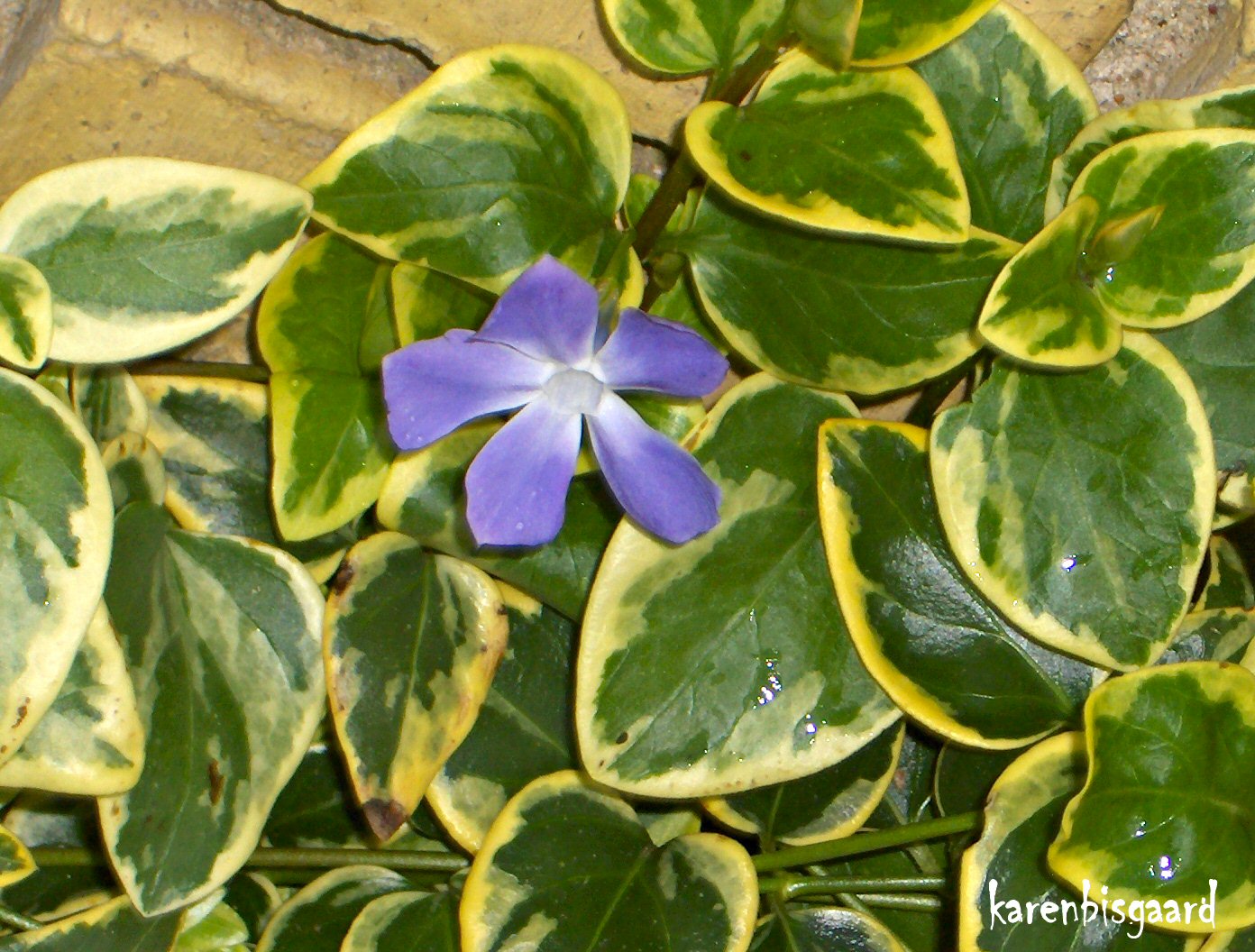 Karen`s Nature Photography Winter Blooming Vinca Major Flower.