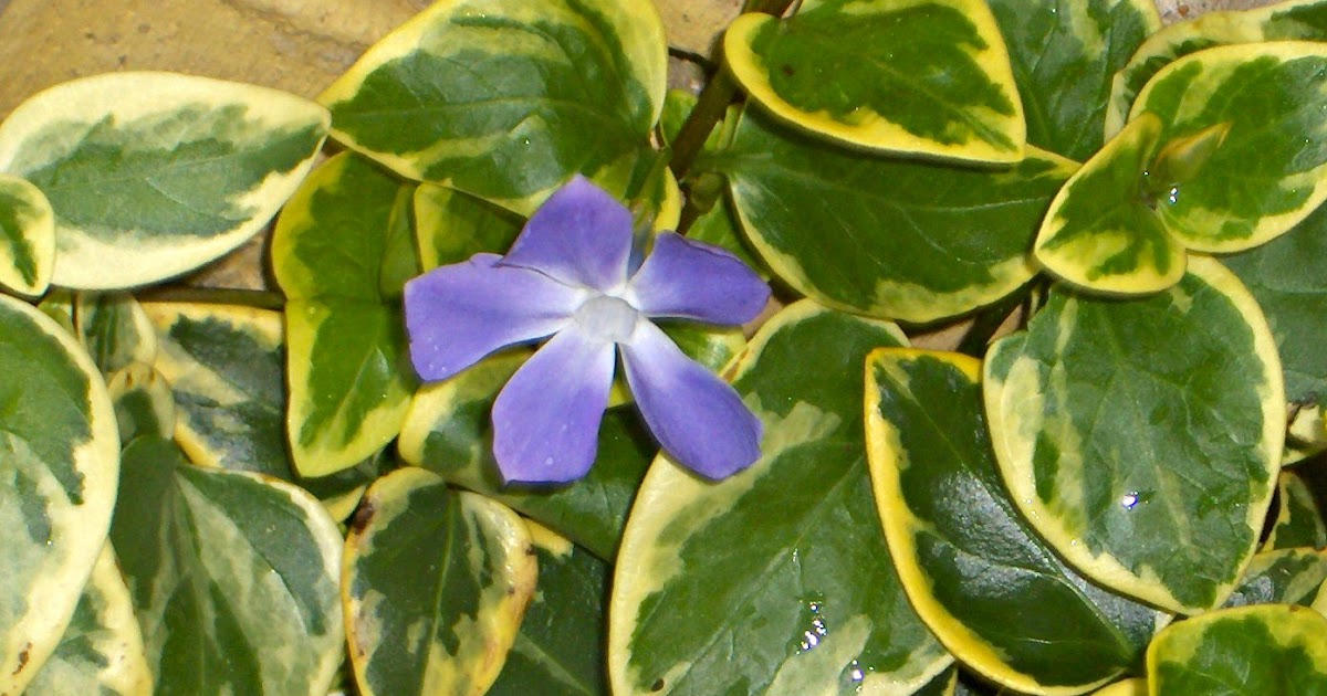 Karen`s Nature Photography Winter Blooming Vinca Major Flower.