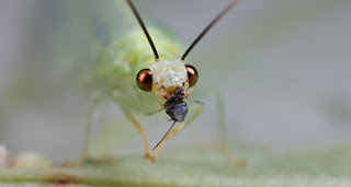 A closeup of a Green Lacewing with a black aphid in its mouth. Photo by Paul Bertner.