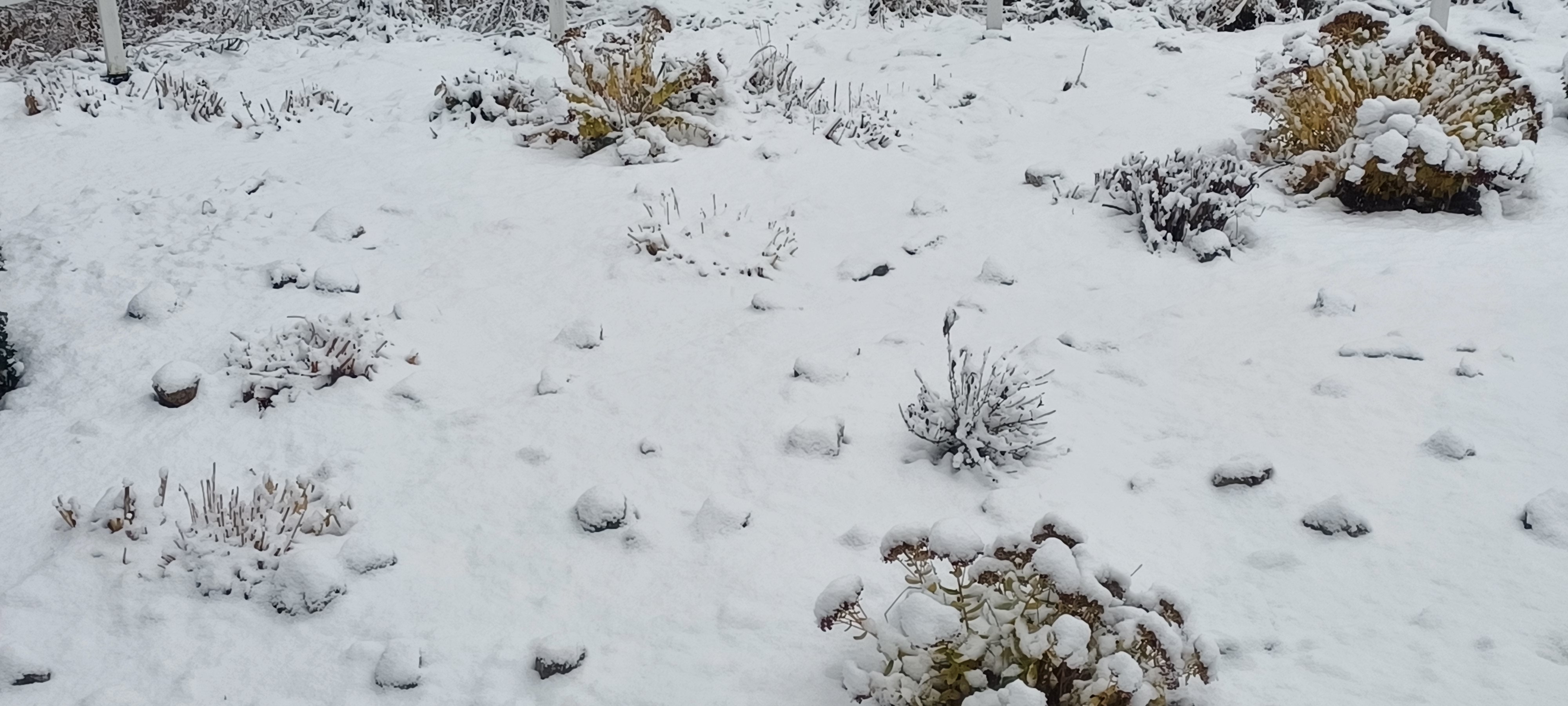 The Dividend Girl in my TFSA portfolio Stelco Holdings Inc. (STLC)!