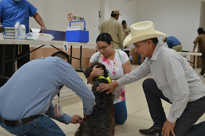 Ayuntamiento de Huatabampo realiza jornada de esterilización canina y felina