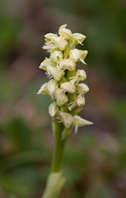 Dense-flowered Orchid - Co. Clare, Ireland