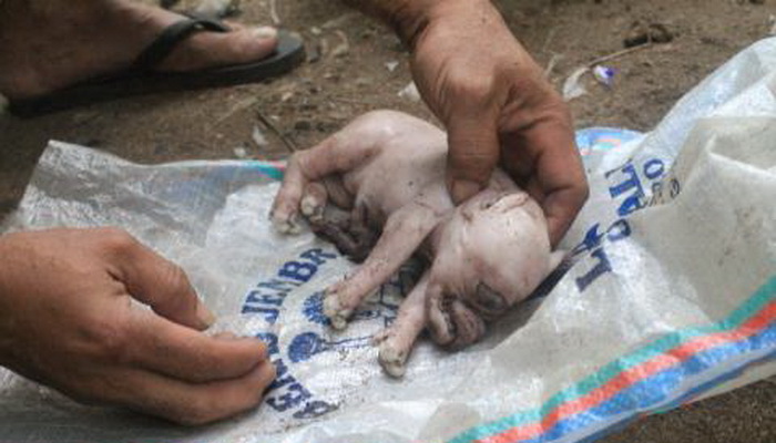 Anak Babi Aneh Gegerkan Warga Jembrana