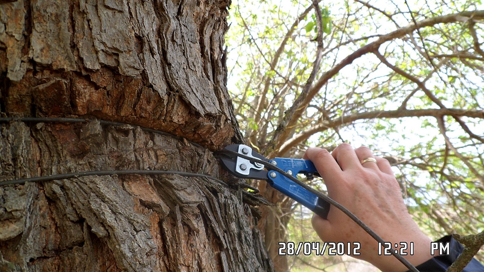 Espíritu de Árbol: Liberado