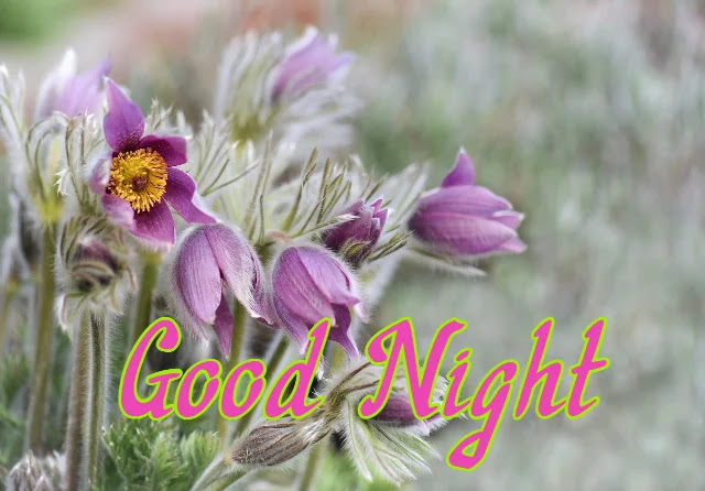 Good Night HD Flower Images