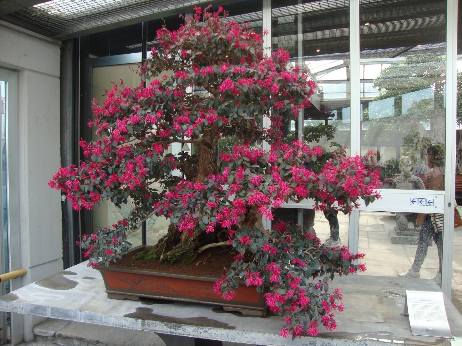 Foto Diario Di Una Giardiniera Curiosa Visita Al Crespi Bonsai Museum Tuinieren In Potten Tuinieren