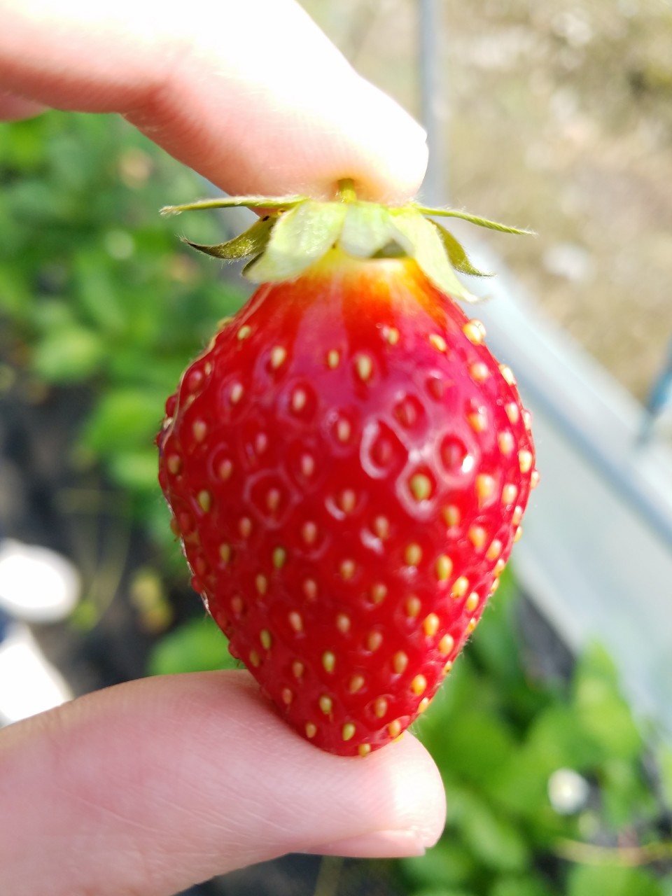 Sekai Ichi Japan Travel Blog ItigonoSato Strawberry Farm