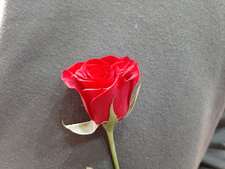 rose image