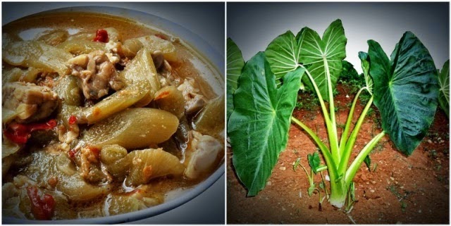 Operator My Annot TUMIS BATANG TALAS DAN UDANG