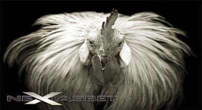 Situs Apk S128 Adu Ayam Online Agen Indonesia - nexiasbet.biz S128