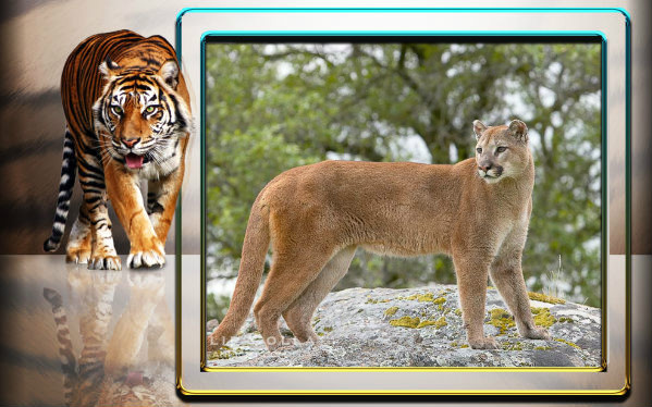Top Rating List Top 10 Deadliest Big Cats