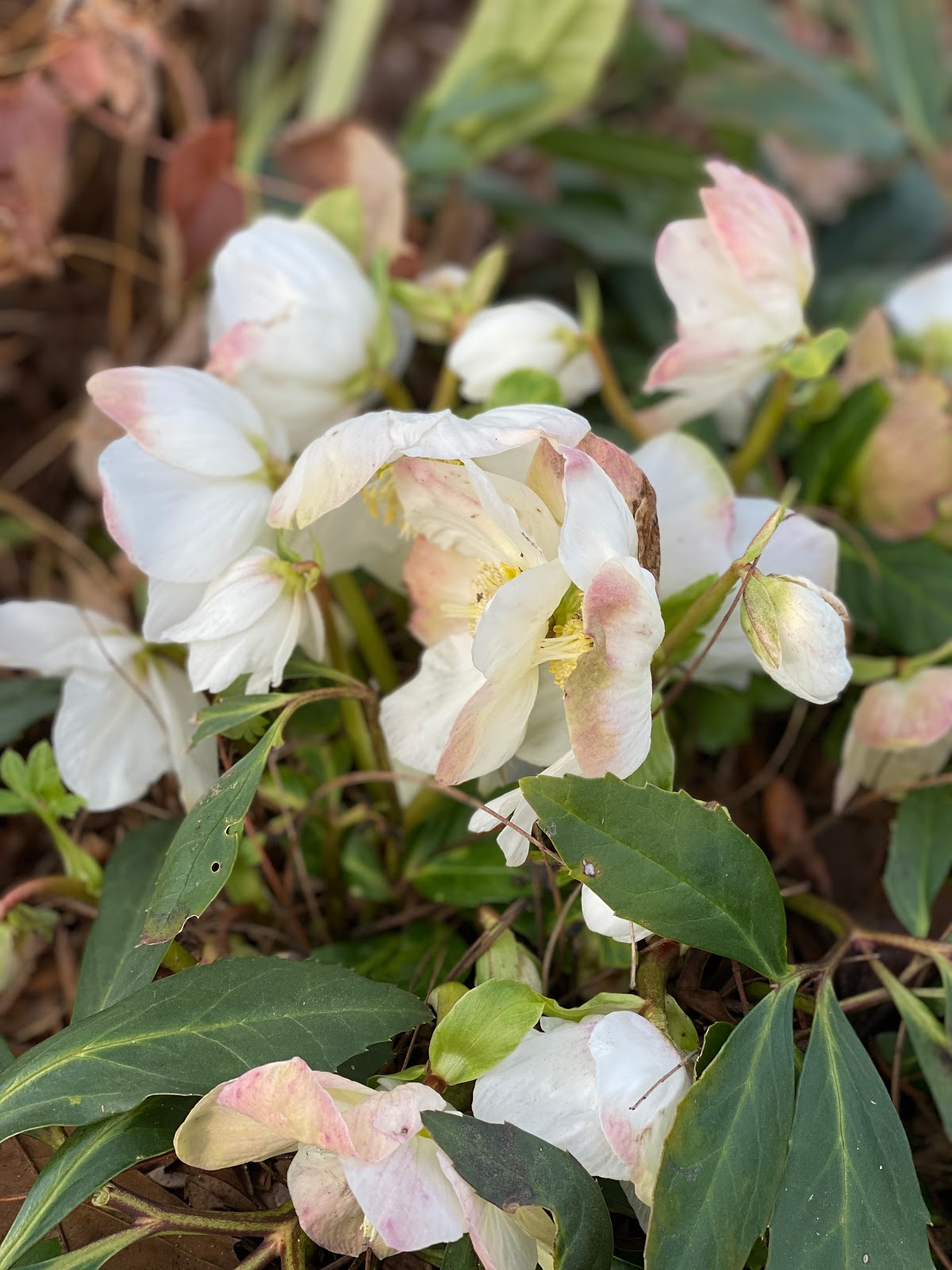 I like how these flowers fade