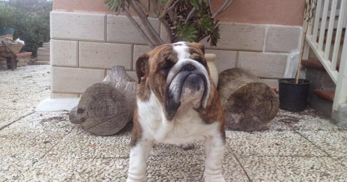 Darwin Bulldogs kennel Charles Darwin