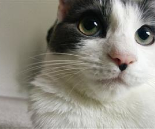 heydon cat rescue