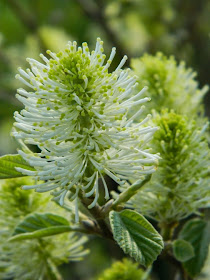Fothergilla gardenii Dwarf fothergilla blooms by garden muses-not another Toronto gardening blog