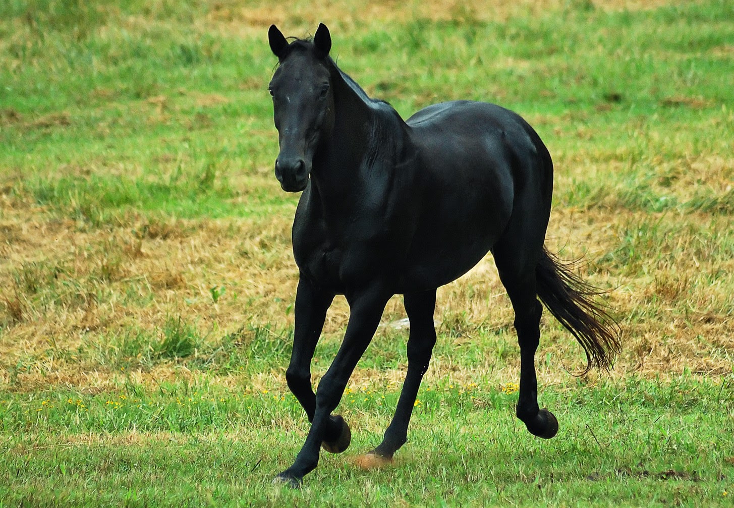 ANIMALS PICTURE: Black Horse Pictures 8