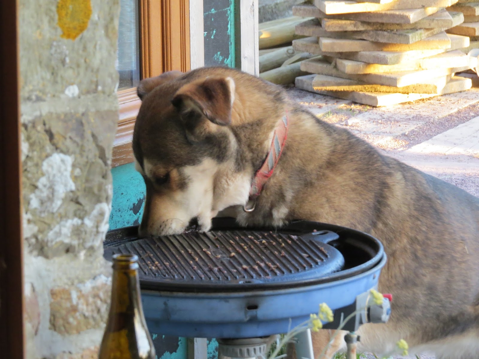 A Green and Rosie Life: Our Patent Canine BBQ Cleaner