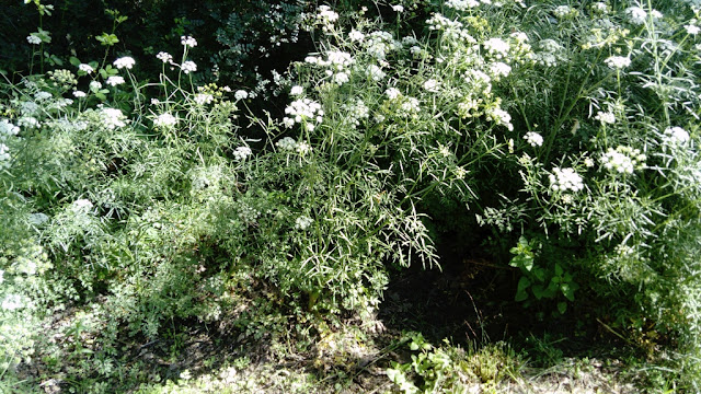 Anís (Pimpinella anisum L.).