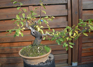 Yamadori, Prunus spinosa