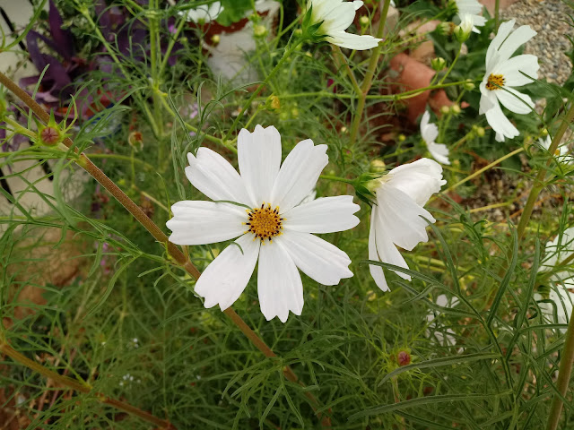 Flor grande color blanco de 8 pétalos en el jardin