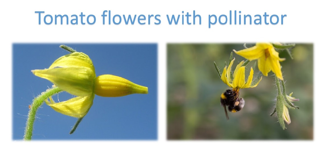 Floral Morphology of Vegetables A2Z VegScience