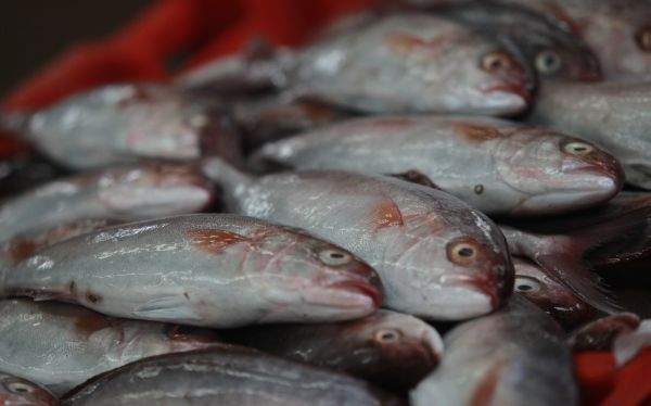 Derrame en Guaymas frena exportaciones de peces a EU