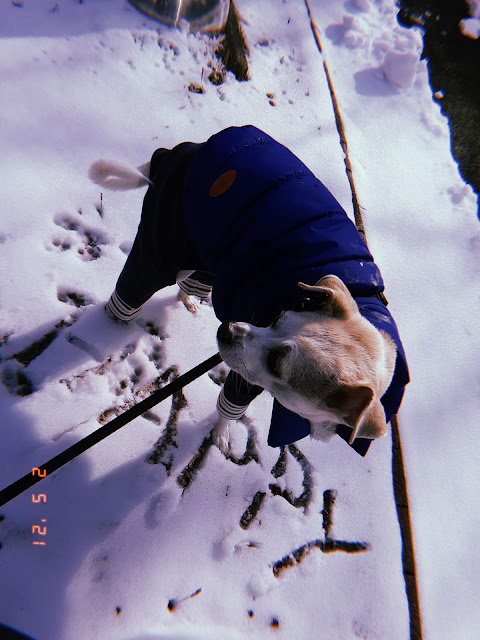 walking dog in a winter wonderland