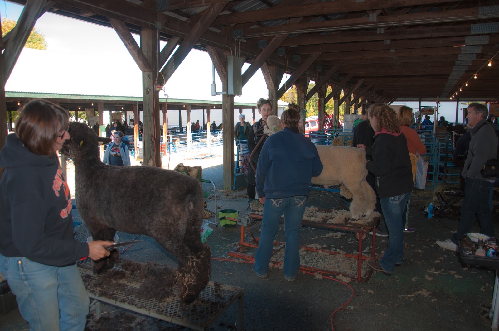 Lulus New York Sheep And Wool Festival