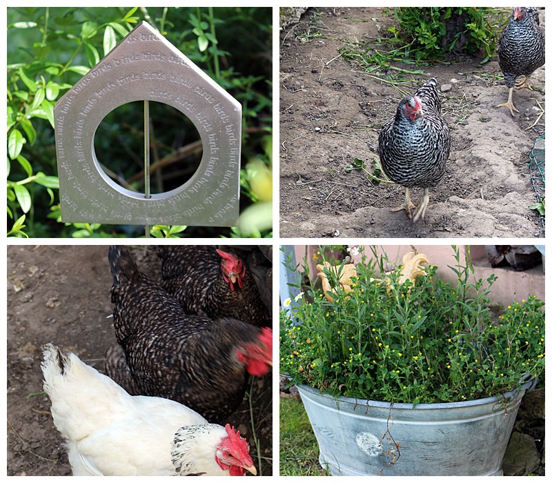 Ein Schweizer Garten All You Need