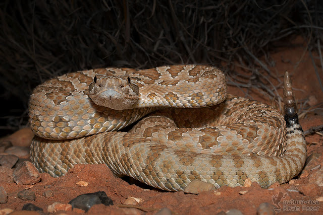 Crotalus oreganus - Western Rattlesnake
