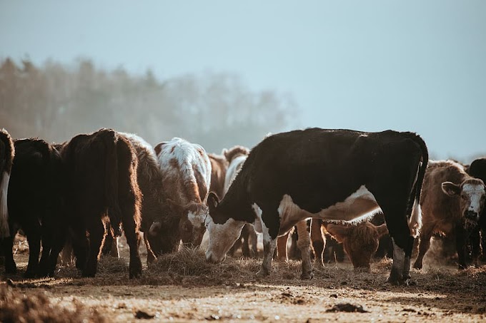 3 Jenis Pakan Sapi Alami dan Sintetis Paling Populer