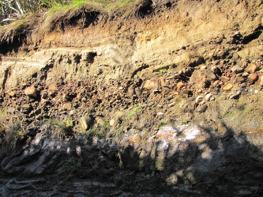photographing New Zealand fossils, fossils, everywhere