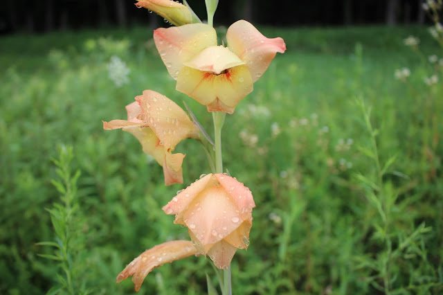 bolivian peach heirloom gladiolus