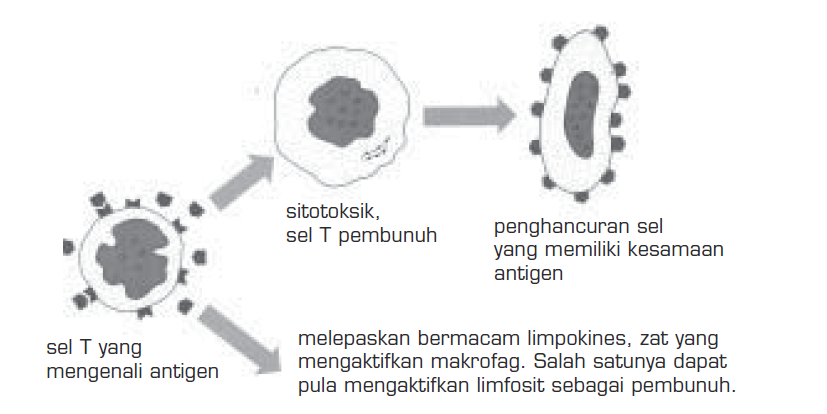 Cara sel T bekerja menghadapi bibit penyakit Cara sel T bekerja menghadapi bibit penyakit