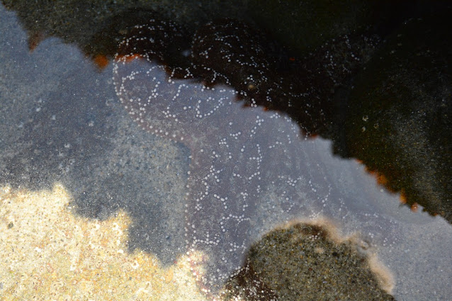 Pisaster ochraceus Pisaster ochraceus