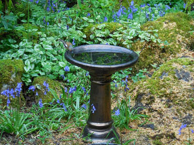 Photo of a beautiful shiny black bird bath in a flower garden with purple flowers and moss-covered rocks