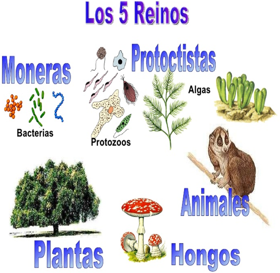 ClasificaciÓn De Los Seres Vivos