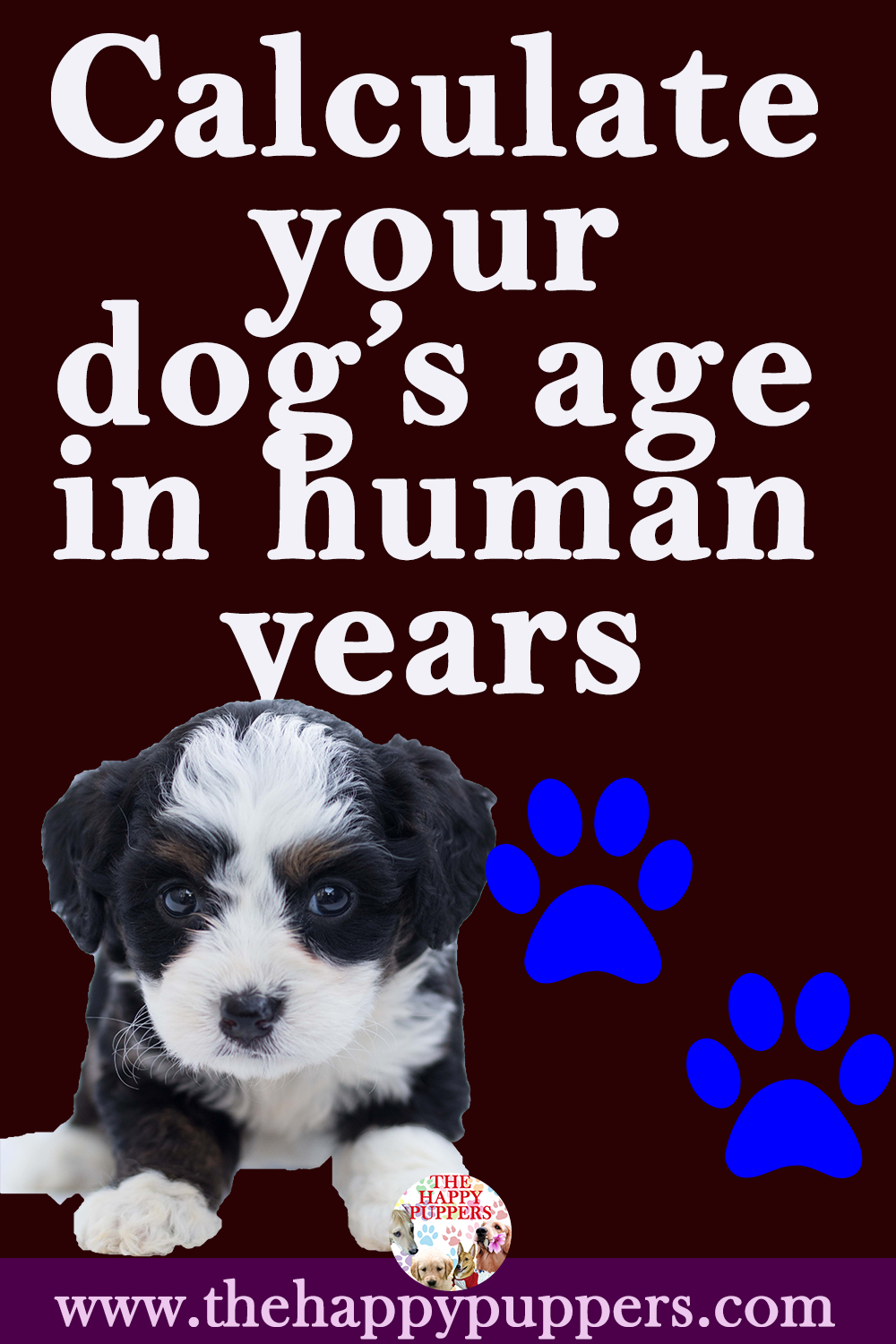 Calculate your dog's age in human years