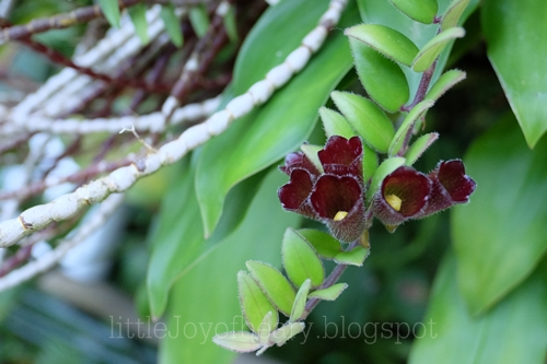 Red Blooms That Hide a Secret No One Dares Admit
