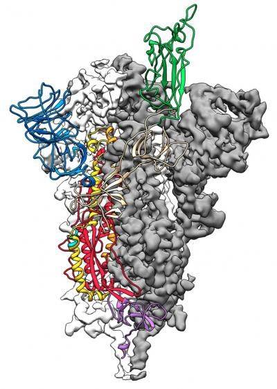 Protein 'đột biến' của COVID-19 vừa được lập bản đồ, rút ngắn quá trình tìm ra vắc-xin