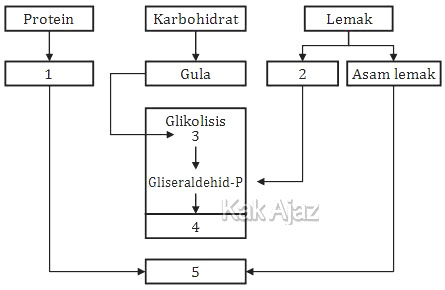 Senyawa kimia yang dihasilkan oleh katabolisme karbohidrat, lemak, dan protein yang selanjutnya mema