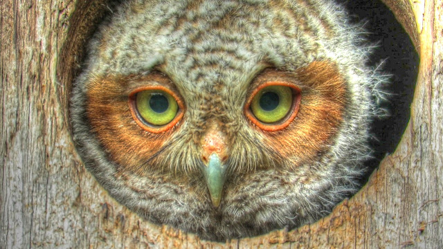 Baby Screech Owlet Leaves the Nest Box - Mini Documentary