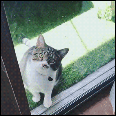 Funny Cat GIF • “Meow, let me in, open the door. NOPE, I prefer to stay outside, I have changed my mind!” [ok-cats.com]